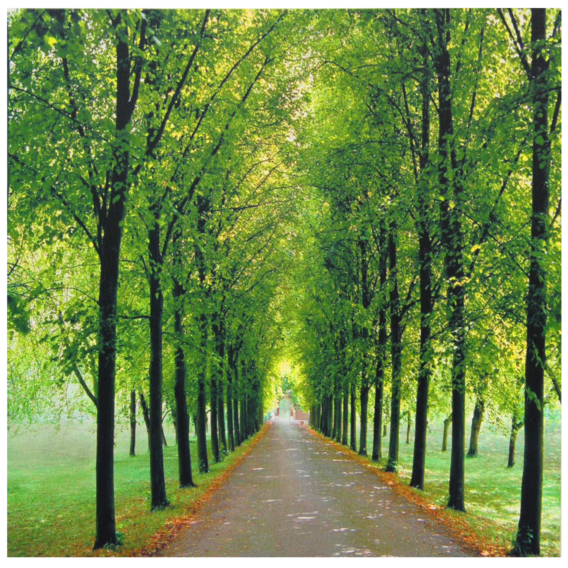 Buy Path of Life Canvas Wall Art Online (CANARTPATH1